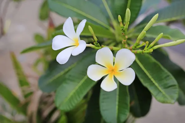 Frangipani Flores Plumeria —  Fotos de Stock