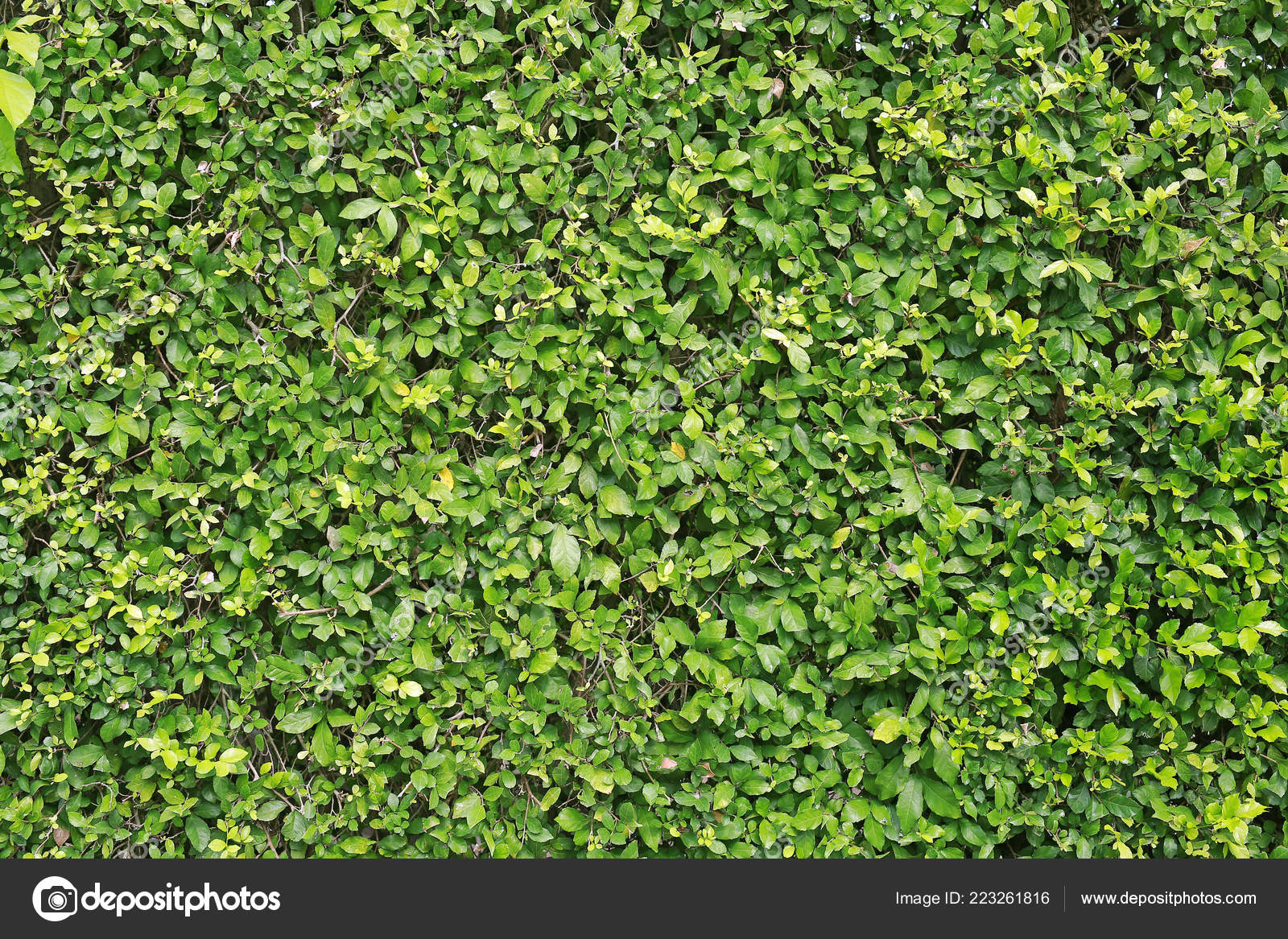 Green Leaves Wall Background Decorative Leaf Texture Stock Photo by  ©civic_dm@ 223261816