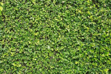 Yeşil duvar arkaplanı. Dekoratif yaprak dokusu.