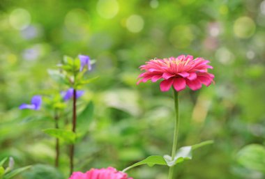 Yakın çekim pembe zinnia çiçeği bahçe.