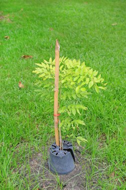 Genç bir ağaç yeşil çim bahçe bitki. Yeni yaşam konsepti.