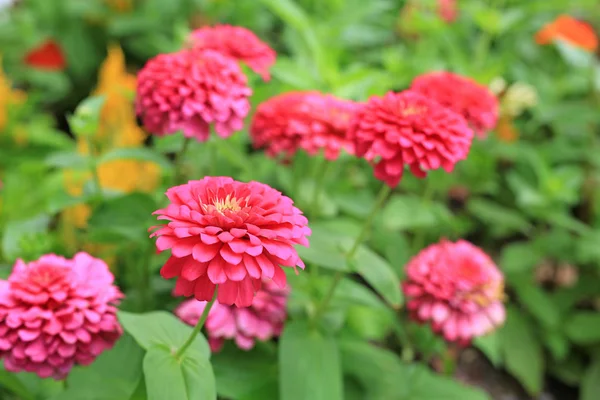 特写粉红色百日草花在花园里 — 图库照片