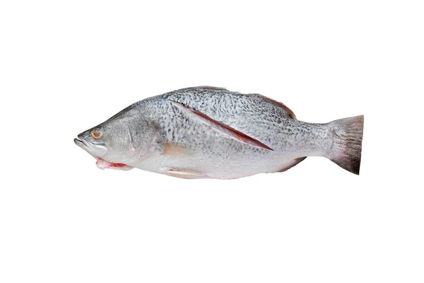 Frischer Weißer Snapper Fisch Isoliert Auf Weißem Hintergrund — Stockfoto