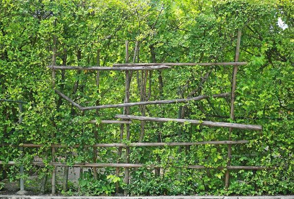 Zelené Listy Stěna Pozadí Podporou Sušené Dřevo Šerm — Stock fotografie