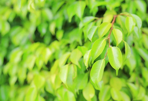 Zelený Strom List Rozostřeného Pozadí Parku Čistým Vzorem Příroda Zblízka — Stock fotografie