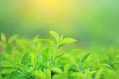 Taze yeşil ağaç yaprağına yaz bahçesinde bulunan güneş ışınlarının arka plan bulanık. Yakın çekim doğa web tasarım veya duvar kağıdı olarak kullanılmak üzere alan bırakır.