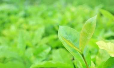 Taze yeşil ağaç yaprağına yaz bahçesinde arka plan bulanık. Yakın çekim doğa alanı web tasarım veya duvar kağıdı olarak kullanılmak üzere bırakır. Yumuşak odak.