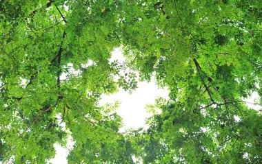 Ağaç yaprak ve dal gökyüzü arka plan kopya alanı ile bahçesinde.