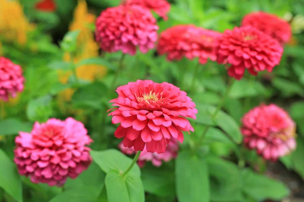 特写粉红色百日草花在花园里 — 图库照片