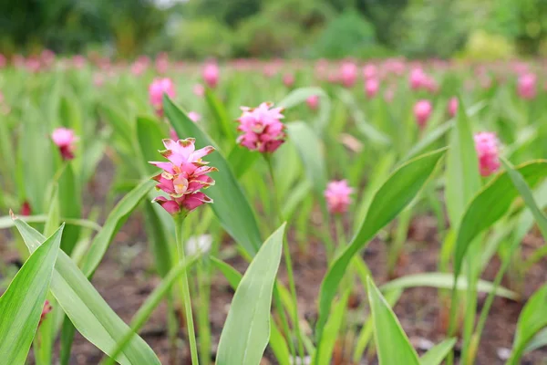 Flor Rosa Florescente Krachai Siam Tulip Jardim Verão — Fotografia de Stock