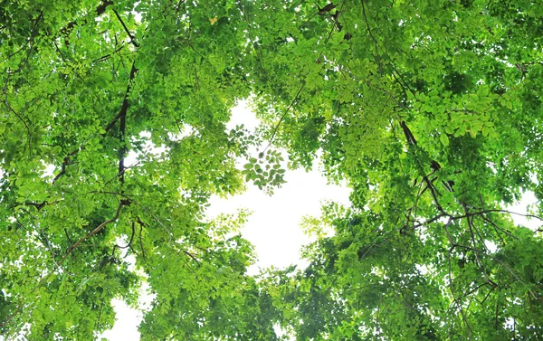 Лист Дерева Гілки Саду Фоні Неба Копіювальним Простором — стокове фото