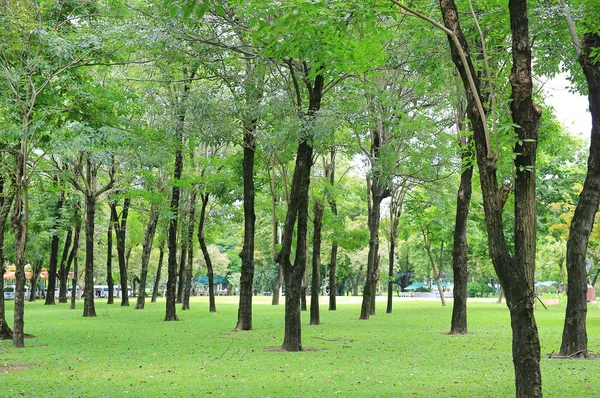 Tronco Árvore Jardim Verão — Fotografia de Stock