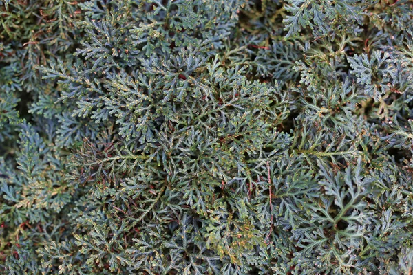 Selaginella Erythropus Garden Top View Background — Stock Photo, Image