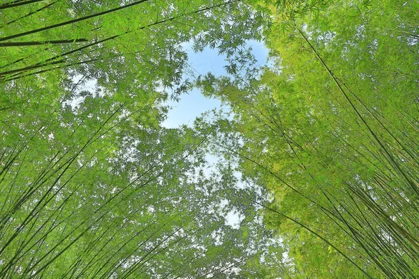 Saftiges Grün Des Bambustunnels Thailand — Stockfoto