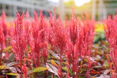 Celosia argentea L. cv. Plumosa çiçek bahçesinde.