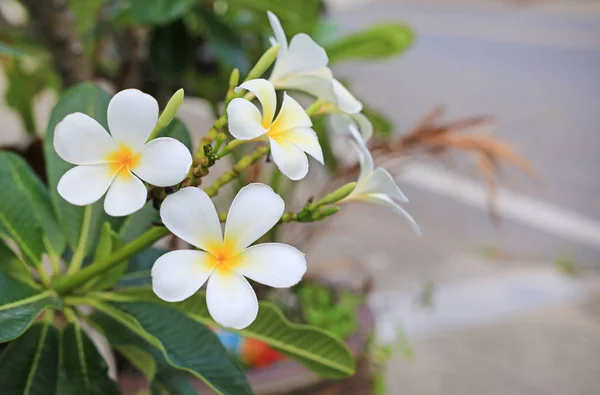 庭のプルメリアの花 — ストック写真
