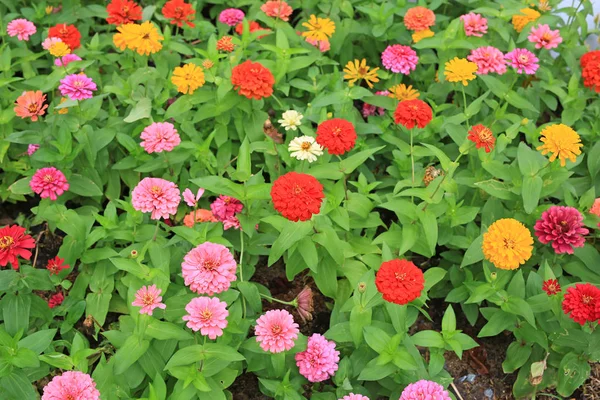 Farverig Zinnia Blomst Haven - Stock-foto