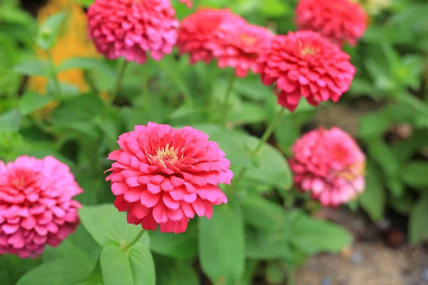 特写粉红色百日草花在花园里 — 图库照片