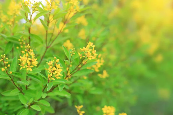 Small Yellow Flower Blurred Background Summer Garden Close Nature Leaves — Stock Photo, Image