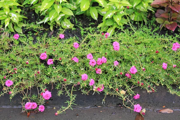 Portulaca Рожева Квітка Розквітаюча Саду Загальні Портулак — стокове фото
