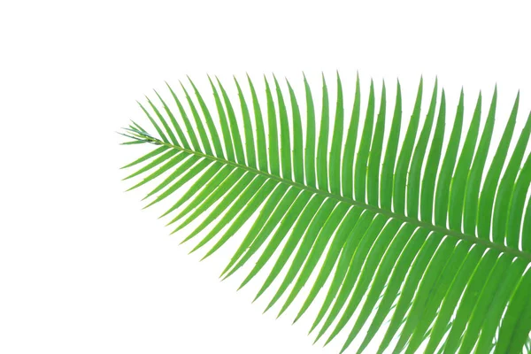 ゴムのやしまたは巨大な Dioon Dioon Spinulosum ダイアー の緑の葉熱帯ソテツ ヤシの白い空を背景や壁紙を使用して植物 — ストック写真