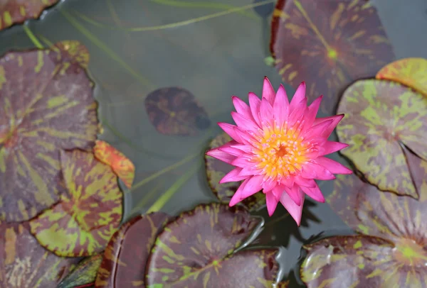 ดอกบ ชมพ สวยงามในสระว ายน าและใบไม ในธรรมชาต — ภาพถ่ายสต็อก