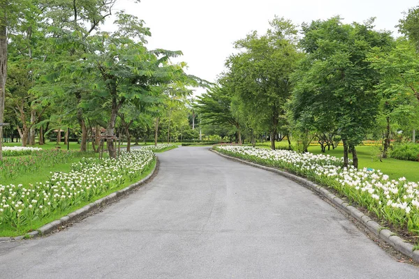 Droga Ogródka Kwiatów Drzew Wokół Tam Spokojnym Zielonym Parku Oraz — Zdjęcie stockowe