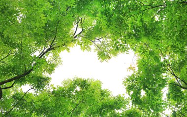 Ağaç yaprak ve dal gökyüzü arka plan kopya alanı ile bahçesinde.