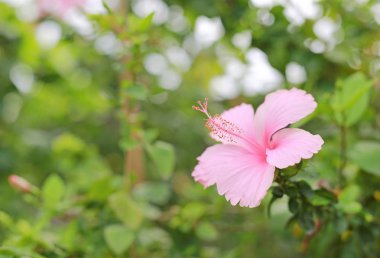 pembe chaba (hibiscus) çiçek yeşil bir bahçe içinde güneş ışığı altında.