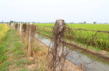 Yeşil pirinç alan paslı dikenli tel çit.