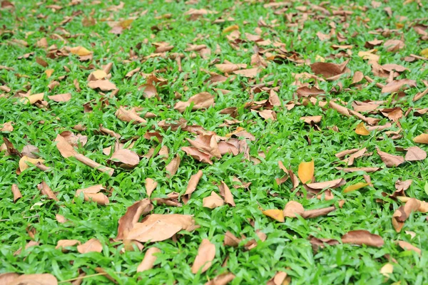 Podzimní Sušené Listy Padají Zelené Louky — Stock fotografie