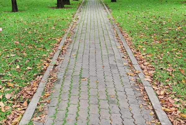 Sendero Parque Con Hojas Secas Otoño Fondo Hierba Verde — Foto de Stock