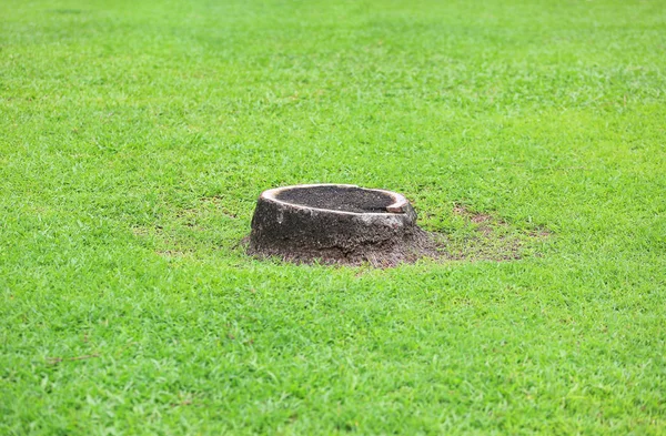 Coconut Stump Green Grass Garden Park Cut Dried Coconut Palm — Stock Photo, Image