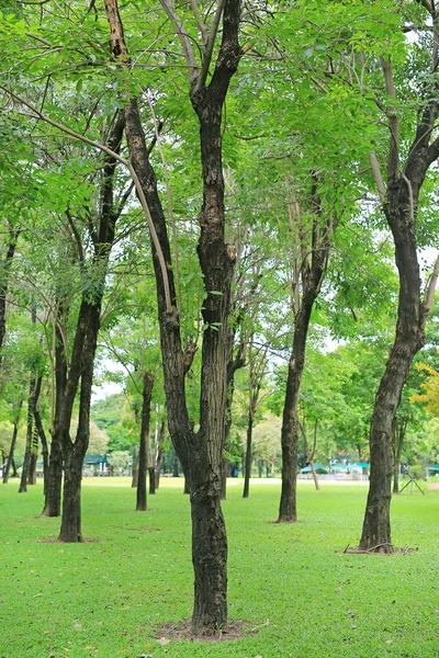 公共の公園の庭の木の幹 — ストック写真