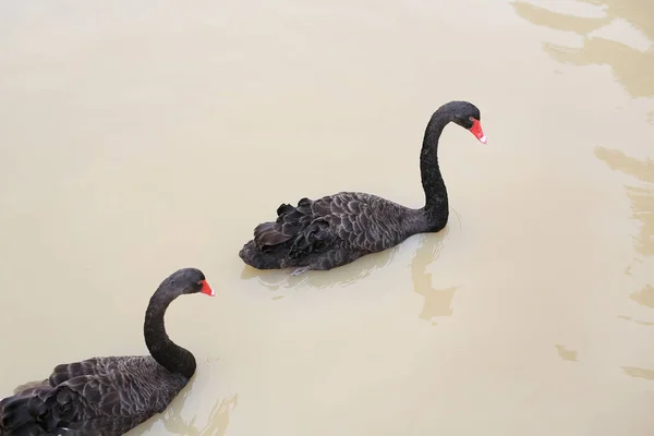 Black Swans Floating Pond — Stock Photo, Image