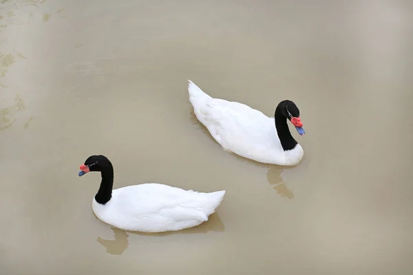 Swans Floating Pond — Stock Photo, Image