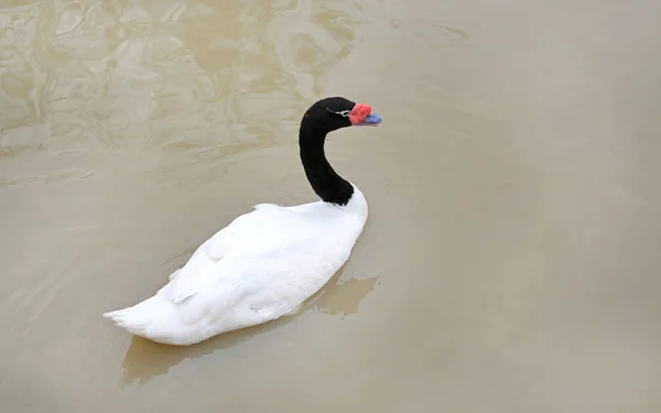 Swan Floating Pond — Stock Photo, Image