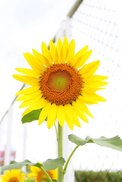 Beautiful Sunflower White Sky — Stock Photo, Image