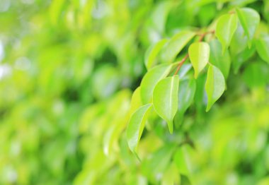 Yeşil ağaç yaprağına Park kopya alanı ve temiz desen ile arka plan bulanık. Yakın çekim doğa web tasarım veya duvar kağıdı olarak kullanılmak üzere alan bırakır.