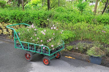 Bir çiçek yeşil park bahçe bitki. Küçük çiçek sepeti.