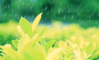 Taze genç yeşil ağaç üst yaprak yağmur ve güneş ışınları ile yaz bahçesinde bulanık arka plan üzerinde.