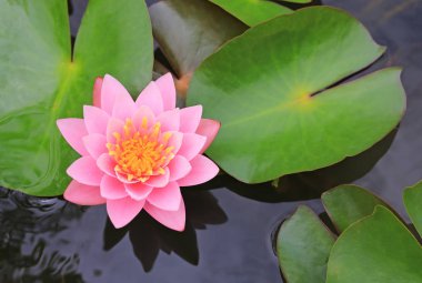 Gölet, yakın çekim nilüfer ve yaprak doğada güzel pembe Lotus çiçeği.