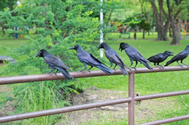 Birçok siyah karga ayakta Parkı korkuluk.