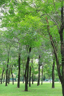 Ağaç gövdesi genel park Bahçe.