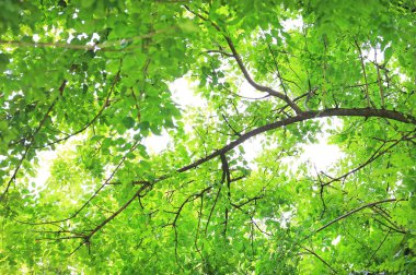 Ağaç yaprağı ve gökyüzü arka plan bahçe dallarında.