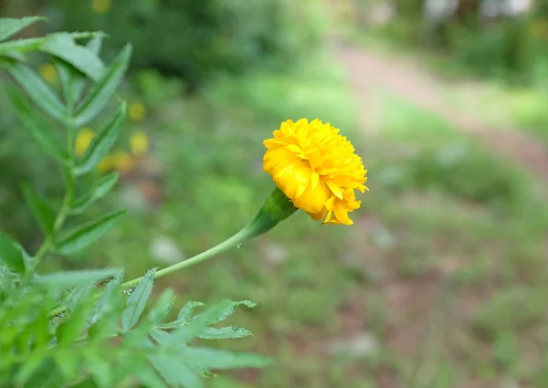 特写镜头万寿菊在花园泰国 — 图库照片