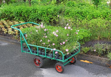 Bir çiçek yeşil park bahçe bitki. Küçük çiçek sepeti.