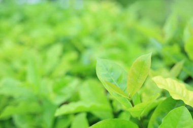 Taze yeşil ağaç yaprak yaz bahçesinde bulanık arka plan üzerinde.