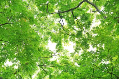 Ağaç yaprağı ve gökyüzü arka plan bahçe dallarında.