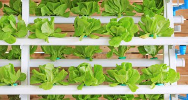 Hydroponic sebze kapalı ekilen.